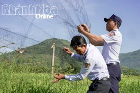 UBND tỉnh Khánh Hòa yêu cầu các địa phương khẩn trương thành lập Tổ phản ứng nhanh về bảo vệ chim yến 