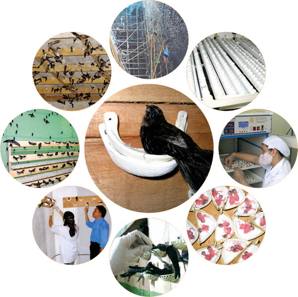 Công nghệ, kỹ thuật xây dựng nhà yến