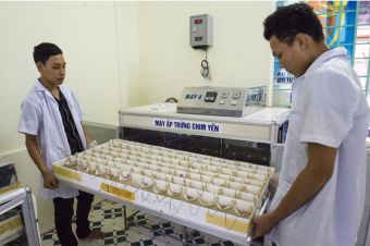 Công nghệ ấp nở nhân tạo chim yến