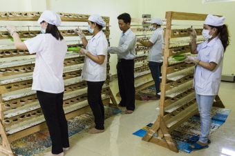 Công nghệ nuôi chim con qua từng giai đoạn phát triển
