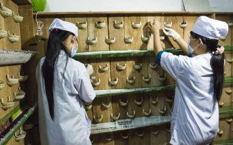 Công nghệ nuôi chim con qua từng giai đoạn phát triển