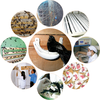 Công nghệ, kỹ thuật xây dựng nhà yến