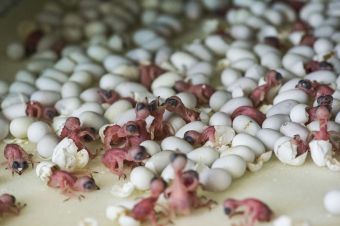 Công nghệ ấp nở nhân tạo chim yến